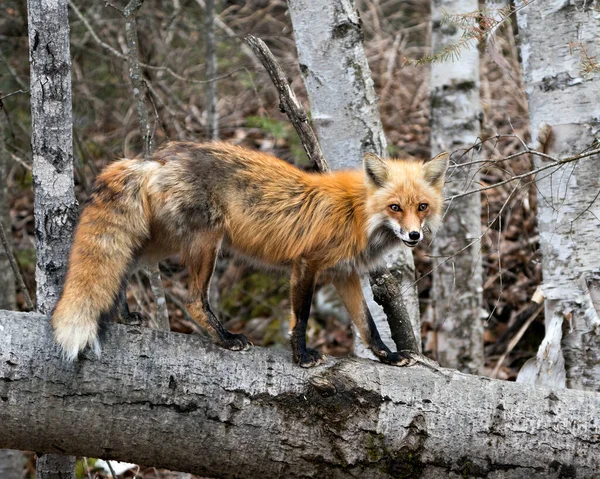 Red Fox Staat Log Met Wazige Bosachtergrond Kijkt Naar Camera — Stockfoto