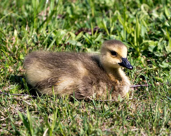 Kanadensiska Baby Gosling Närbild Profil Vilar Gräs Sin Miljö Och — Stockfoto