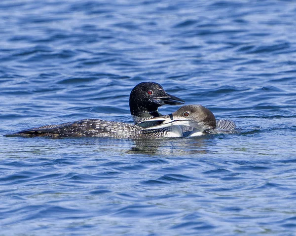 Plongeon Huard Avec Jeunes Plongeons Juvéniles Phase Croissance Nageant Dans — Photo