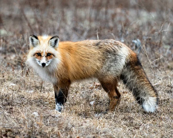 红色独特的狐狸特写侧面看相机在春季的季节 在其环境和栖息地模糊的背景 福克斯形象 独一无二的狐狸 — 图库照片