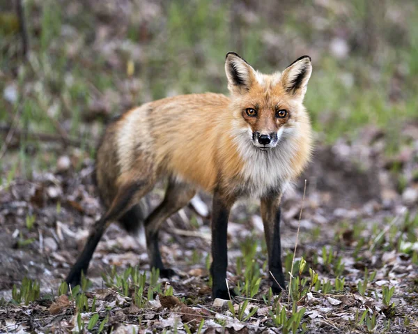 红狐特写侧视摄像头 在其环境和栖息地背景模糊 福克斯形象 肖像画 — 图库照片