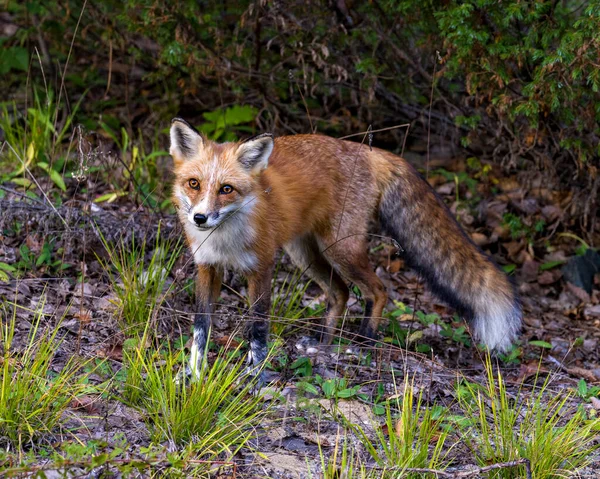 红狐在森林里看着相机享受它的栖息地和环境 展示着毛皮 浓密的尾巴 福克斯图片 — 图库照片