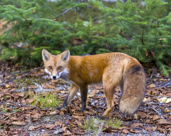 Fox Skogen Ser Kameran Njuter Sin Miljö Och Miljö Visar — Stockfoto