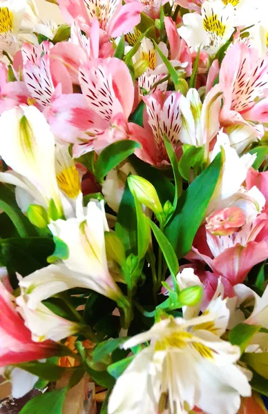Declaração Amor Admiração Fundo Flores Modelo Natureza Primavera — Fotografia de Stock