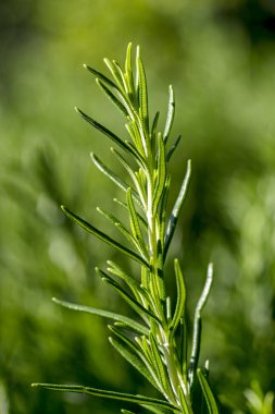 Yukarı, makro yakın taze biberiye