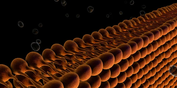 Plasma Membrane Of A Cell — Stock Photo, Image