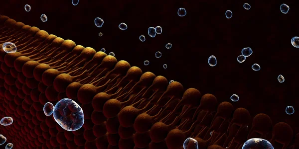 Plasma Membrane Of A Cell — Stock Photo, Image