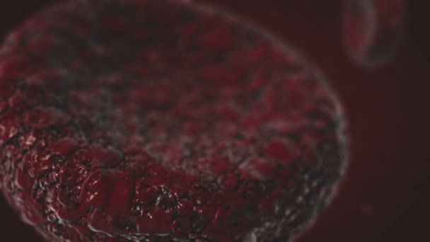 Cellule del sangue galleggianti — Video Stock