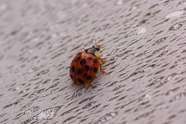 Harmonia Axyridis Más Comúnmente Conocido Como Arlequín Multicolor Asiático Mariquita — Foto de Stock