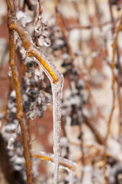 İlk kar. Kış günü dallarda buz saçakları. Donmuş yağmur. Yakın plan..