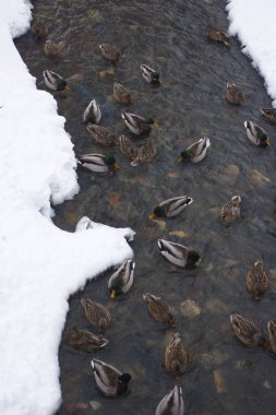 Yaban ördekleri kış dağı nehri boyunca yüzerler. Kış manzarası. Buzlu suda ördekler