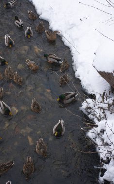 Yaban ördekleri kış nehrinin üzerinden uçar. Kış manzarası. Buzlu suda ördekler. Avlanma