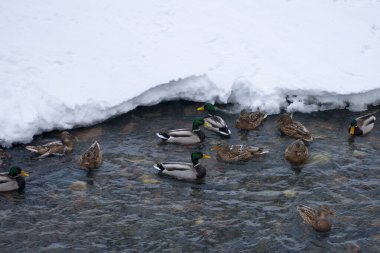 Yaban ördekleri kış dağı nehri boyunca yüzerler. Kış manzarası. Buzlu suda ördekler
