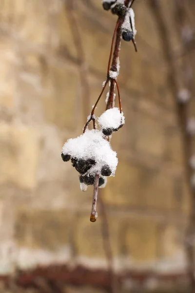Erster Schnee Ein Traubenzweig Schnee Großaufnahme Weinrebe — Stockfoto