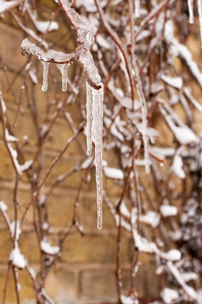 Eiszapfen Auf Den Zweigen Einem Wintertag Gefrierender Regen Erster Schnee — Stockfoto