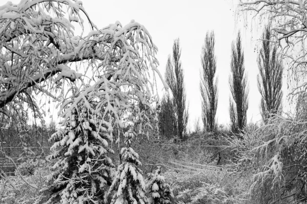 Schneebedeckte Bäume Erster Schnee — Stockfoto