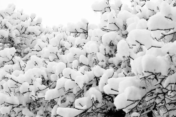 Branches Arbres Dans Neige Profonde — Photo