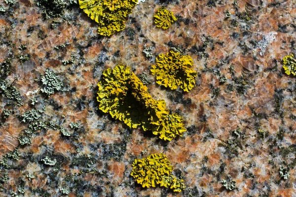 Texture Old Stone Red Granite Lichen — Stock Photo, Image