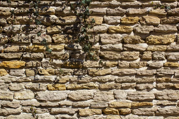 Textura Alvenaria Pedra Áspera Com Hera — Fotografia de Stock