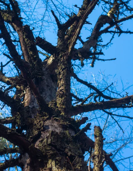 Oude Pijnboom Silhouet Van Een Stervende Boom — Stockfoto