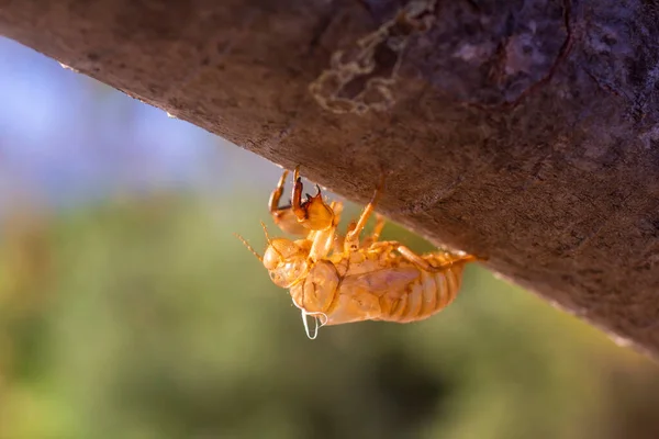 Cicada Metamorfosis Lat Cicadidae Cáscara Vacía Larva Tsecada Después Del — Foto de Stock