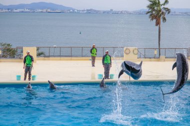 Marine Park Entertainment, Yunuslar Sudan Atlıyor