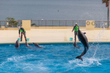 Şehir Arkaplanına Karşı Yunus Gösterisi Performansı.