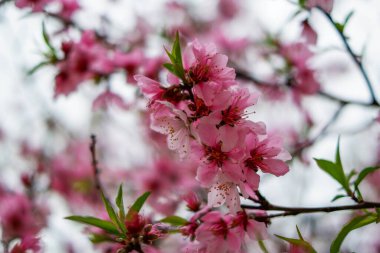 Güney Kore 'deki bahçede çiçek açan kiraz çiçeklerinin görüntüsünü kapat..