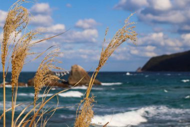 Deniz Burnu Ayrıntıları: Çalkantılı Okyanus ve Burun Çerçeveleme Solmuş Sazlar.