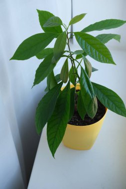 Sarı bir saksıda bir avokado çalısı yetişiyor. Bir avokado ağacı pencerenin arka planında bir tencerede durur.