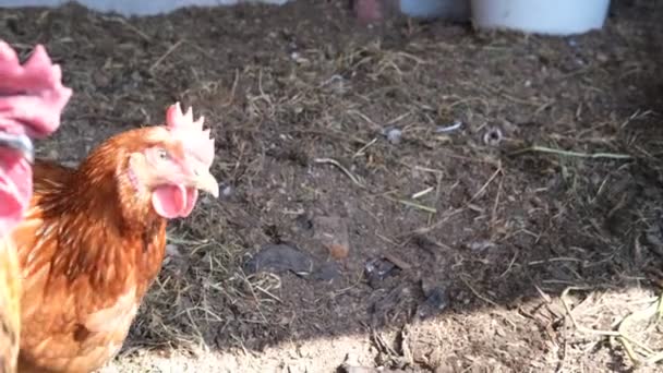 Industriële kippen voor de eierproductie — Stockvideo