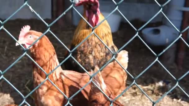 Retrato de pollo en una típica granja ecológica de aves de corral — Vídeos de Stock