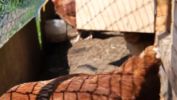 Galline brune all'interno del pollaio con luce fresca del mattino - gallina in una fattoria tradizionale - alba nel pollaio — Video Stock