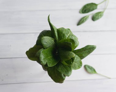 Bir avuç yeşil ıspanak cam şişede