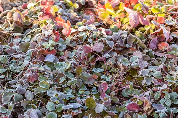 Φύλλα Φραουλών Κήπου Νωρίς Πρωί Φθινόπωρο Πρώτος Παγετός Στα Φθινοπωρινά — Φωτογραφία Αρχείου