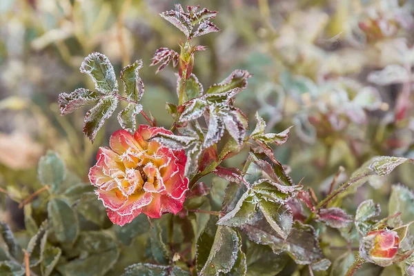 Τριανταφυλλιά Πρωί Του Φθινοπώρου Πρώτος Παγετός Στα Λουλούδια Και Φύλλα — Φωτογραφία Αρχείου