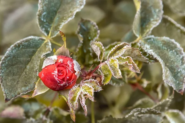 Jardin Rose Bourgeon Tôt Matin Automne Premier Gel Sur Les — Photo