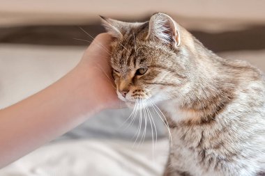 Şirin gri tekir kedi evde yatağın üzerinde duruyor. Bir kadının eli bir kediyi okşar ve okşar. Dünya Hayvan Günü. Dünya Kedi Günü. Yılın rengi - Yelken şampanyası. 