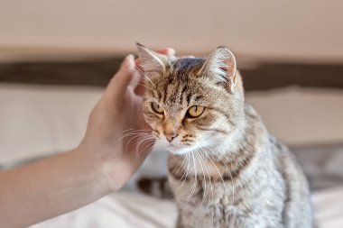 Şirin gri tekir kedi evde yatağın üzerinde duruyor. Bir kadının eli bir kediyi okşar ve okşar. Dünya Hayvan Günü. Dünya Kedi Günü. Yılın rengi - Yelken şampanyası. 