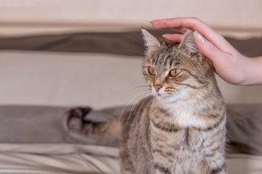 Şirin gri tekir kedi evde yatağın üzerinde duruyor. Bir kadının eli bir kediyi okşar ve okşar. Dünya Hayvan Günü. Dünya Kedi Günü. Yılın rengi - Yelken şampanyası. 