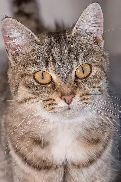 Portret Van Een Schattige Grijze Kat Kamer Wereldhuisdierendag Wereld Dag — Stockfoto