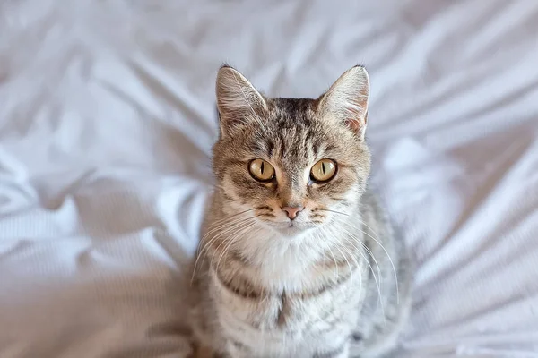 Porträtt Söt Grå Tabby Katt Rummet Världsdjursdagen Världsdag Katt — Stockfoto