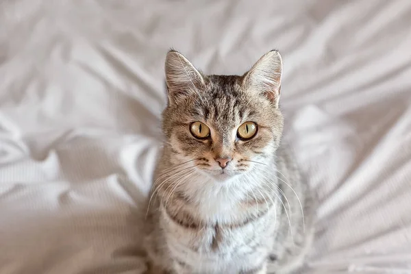 Egy Cuki Szürke Cica Portréja Szobában Állatok Világnapja Világnapi Macska — Stock Fotó
