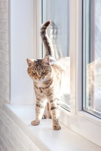 Cute gray tabby cat is standing (sitting) on the window. Look at me. World Pet Day. World Cat Day