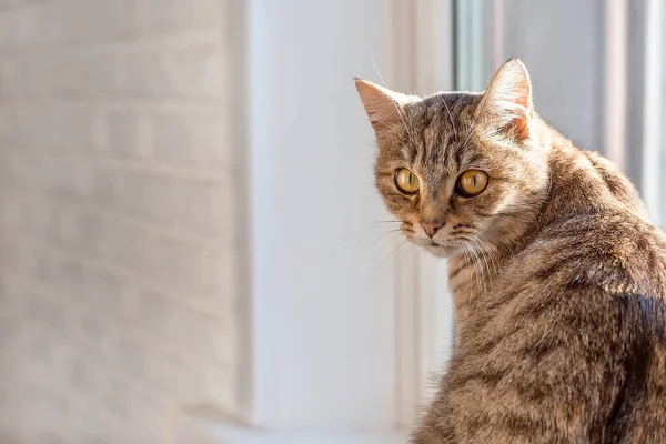 Aranyos Szürke Cica Áll Ablakon Nézz Csak Rám Állatok Világnapja — Stock Fotó