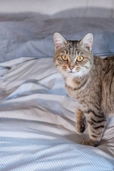 Cute Gato Tabby Cinza Está Sobre Cama Casa Ele Agita — Fotografia de Stock