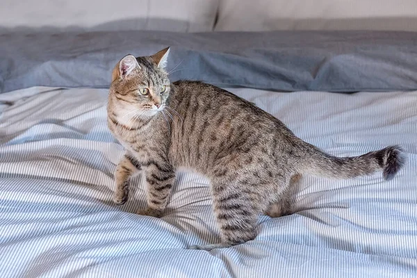 Cute gray tabby cat is standing on the bed at home. He waves his tail playfully. World Pet Day. World Cat Day