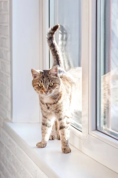 Χαριτωμένο Γκρι Tabby Γάτα Στέκεται Συνεδρίαση Στο Παράθυρο Κοίτα Κοίτα Φωτογραφία Αρχείου