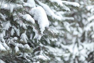 Karla kaplı güzel kış manzarası. Pençeler, kardaki çam dalları. Noel manzarası. Seçici odaklanma. Bulanık arkaplan.