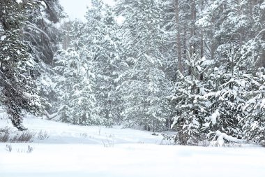 Karla kaplı güzel kış manzarası. Pençeler, kardaki çam dalları. Noel manzarası. Seçici odaklanma. Bulanık arkaplan.